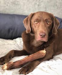 Im schecker hundeshop finden sie für jede lebensphase ihres hundes das passende hundezubehör: 0fsxxcg5zkrgwm