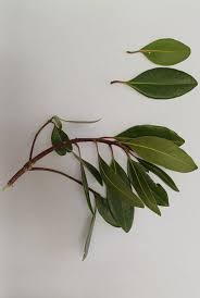 Image result for Dasylepis eggelingii