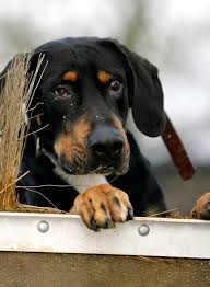اوستريان بلاك اند تان هوند (arz); Brandlbracke Hund Wesen Erziehung Und Eigenschaften