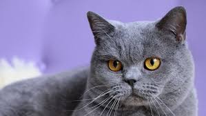 Blog Kedi Mamasi Kopek Mamasi Mamayolda Com