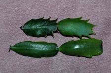 You can place a saucer of water next to the plant to maintain humidity from 50% to 60%. 20 Best Christmas And Thanksgiving Cactus Ideas Thanksgiving Cactus Cactus Cactus Care