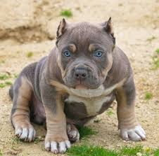 We breed pitbull bully dogs with most unique colors: Pin On Farm