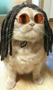 Chat Drole Panosundaki Pin