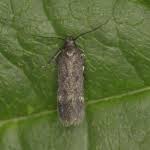 Image result for Bryotropha similis