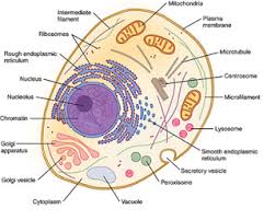 We did not find results for: Fungsi Organel Sel Hewan Dan Sel Tumbuhan Kampung Ilmu Artikel Motivasi Motivasi Belajar Materi Pelajaran