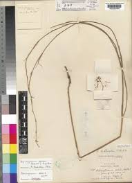 Image result for Aspidoglossum biflorum