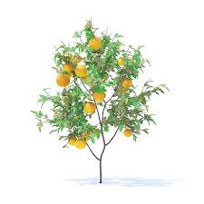 Orange Tree With Fruits 3d Model 1 6m Orange Tree Icon Design Inspiration 3d Model
