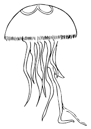 Das wort qualle heißt auf englisch jellyfish. Qualle Ausmalbilder Malvorlagen 100 Kostenlos