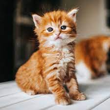 Looking for the perfect cat name for your new kitty? Orange Cat Names 150 Best Picks For Your Ginger Kitty Daily Paws