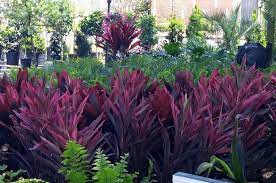 Nurseries & gardening, appliances, hardware stores. Fancy Plants Tropical Plants Savannah Ga