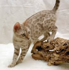 Sierra Gold Bengals Bengal Cat Bengal Kitten Cats