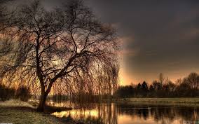 Weeping Willow Wallpapers Top Free Weeping Willow Backgrounds Wallpaperaccess Check out our willow wallpaper selection for the very best in unique or custom, handmade pieces from our wallpaper shops. weeping willow wallpapers top free