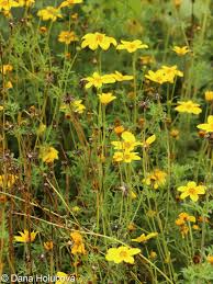 Image result for foto Dvouzubec