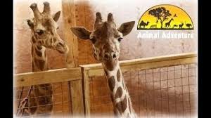 Oliver & johari giraffe webcam. April The Giraffe Pregnancy Live Stream Giraffe Cam How To Labor Get Text Alerts