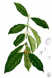 Image result for Leptactina