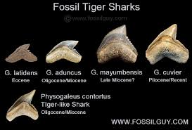 Depending on their size and quality, great white shark teeth can sell for the same or more than than the megalodon. Fossilguy Com Tiger Shark Facts And Information Galeocerdo Cuvier And Fossil Species
