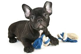 French Bulldog Dog Breed Information