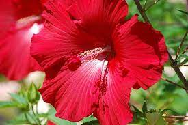 My rose bush is about empty so i decided to give them rose of sharon flowers since hibiscus is used in tea i thought it would be fine. Hibiscus Leaves Poisonous To Dogs Cheap Buy Online