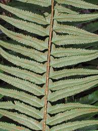 Image result for Polystichum