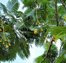 Image result for Parkia