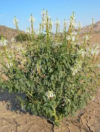 Image result for Chascanum