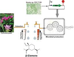 Engineering Escherichia coli BL21 (DE3) for high‐yield production of  germacrene A, a precursor of β‐elemene via combinatorial metabolic  engineering strategies