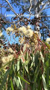 Image result for Eucalyptus citriodora