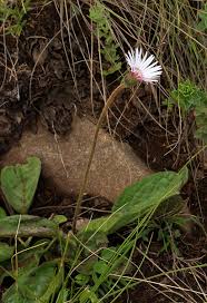 Image result for Gerbera viridifolia