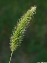 Image result for Setaria grandis