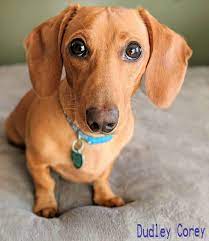 Beautiful litter of 9 fox red labrador puppies for sale.2 boys7 girlsboth parents are great. Dudley Corey The Little Brown Dachshund Dogstagram Doglovers Dachshund Dachshundpuppylove Da Brown Dachshund Dachshund Puppy Black Dachshund Puppies