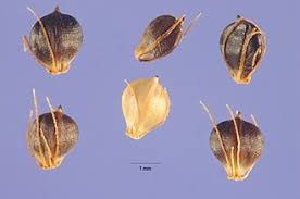 Image result for Schoenoplectiella microglumis