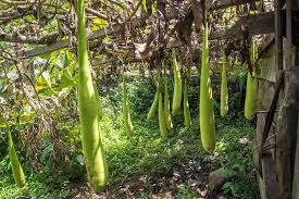 Labu air merupakan buah dari tanaman rambat bernama ilmiah lagenaria siceraria. Mengenal Labu Air Tanaman Pembuat Koteka Pertanianku