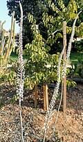 Image result for Drimia calcarata