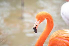 Fiamingo did ballet and rhythmic gymnastics as a child. Royalty Free Fiamingo Photos Pikist
