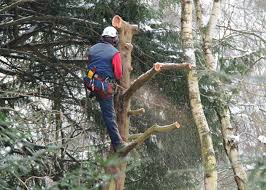 There are quite a few. Tree Service Boston Ma High Quality Arborist Care