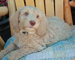 Über 7 millionen englischsprachige bücher. Labradoodle Puppies Archives Pacific Rim Labradoodles