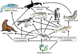 8 Facts That Prove Krill Are More Than Just Tiny Shrimp In 2020 Antarctic Animals Food Animals Krill