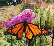 Monarch Mania, Chain O'Lakes State Park