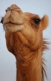 Miles and miles of dry,hot sand. Camel Facts Animal Facts Encyclopedia