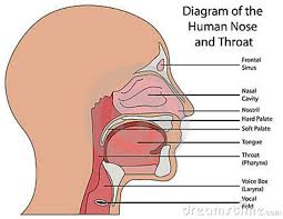 Nose And Throat Diagram Get Rid Of Wiring Diagram Problem
