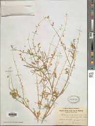 Image result for Crotonogynopsis australis