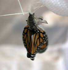The scales also allow for an amazing and beautiful color variations that can help the butterfly blend in with its. A Butterfly That Couldn T Fly Crystallofolia