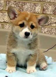 We decide to make the vlog to. Corgi Puppies For Sale Indiana Petsidi