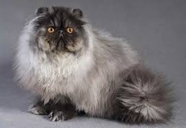 Tips Cara Memilih Kucing Yang Tepat Untuk Di Pelihara Binatang Net Persian Cat Cute Cats And Kittens Cats