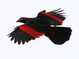 Population size, provisioning frequency, flock size and foraging range at the largest known. Pesquet S Parrot Ebird