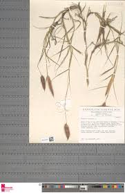 Image result for Rhynchosia usambarensis