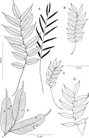 Image result for Lomariopsis hederacea