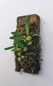 Image result for Bulbophyllum intertextum