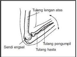 Bagaimana definisi sistem rangka manusia ? Sendi Adalah Pengertian Anatomi Engsel Fungsi Macam Gambar
