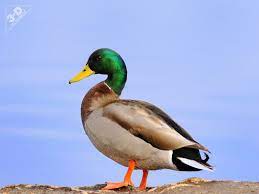 Mallard Duck 3d Pet Products